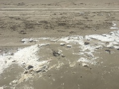 Syringodium filiforme