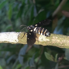 Syntomeida melanthus