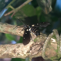 Syntomeida melanthus