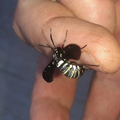 Syntomeida melanthus