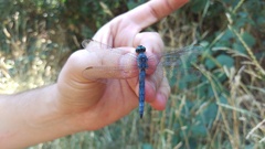 Orthetrum coerulescens