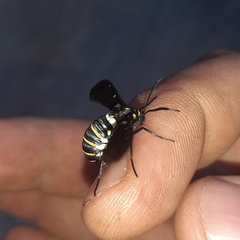 Syntomeida melanthus