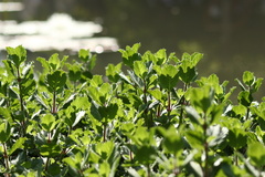 Hygrophila difformis