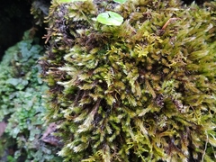 Orthothecium rufescens