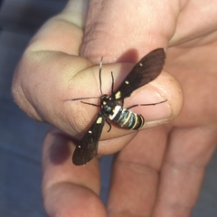 Syntomeida melanthus