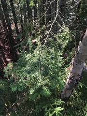 Abies balsamea image