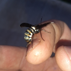 Syntomeida melanthus