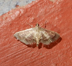 Cnaphalocrocis trebiusalis