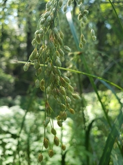 Scirpus pedicellatus