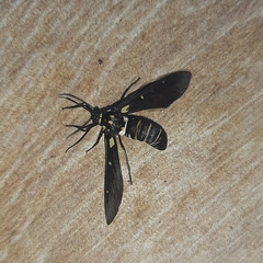 Syntomeida melanthus