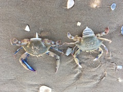 Callinectes similis