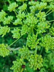 Angelica laevis