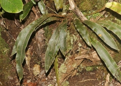 Elaphoglossum paleaceum