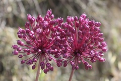 Allium atroviolaceum