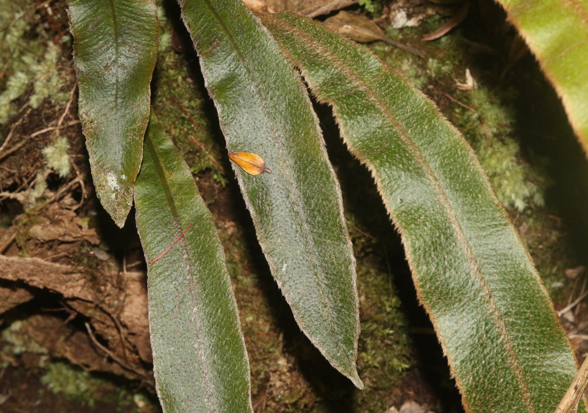 Elaphoglossum paleaceum