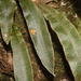 Elaphoglossum paleaceum - Photo 由 James Bailey 所上傳的 (c) James Bailey，保留部份權利CC BY-NC
