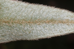 Elaphoglossum paleaceum