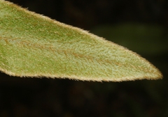 Elaphoglossum paleaceum