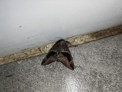 Bastilla joviana