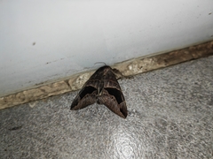 Bastilla joviana