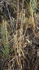 Allium atroviolaceum