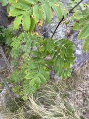 Sorbus aucuparia