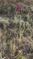 Allium atroviolaceum