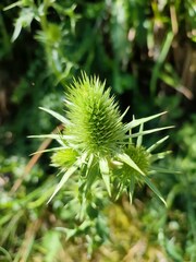 Eryngium duriaei