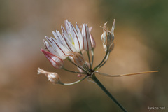 Allium moschatum