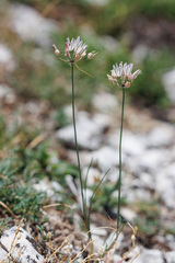 Allium moschatum