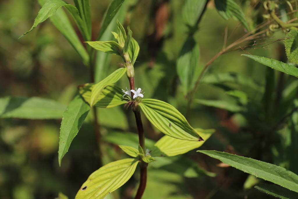 Spermacoce princeae