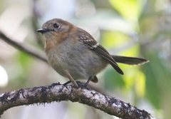 Chasiempis sclateri