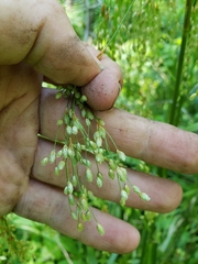 Scirpus pedicellatus