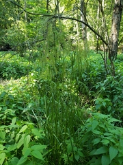 Scirpus pedicellatus