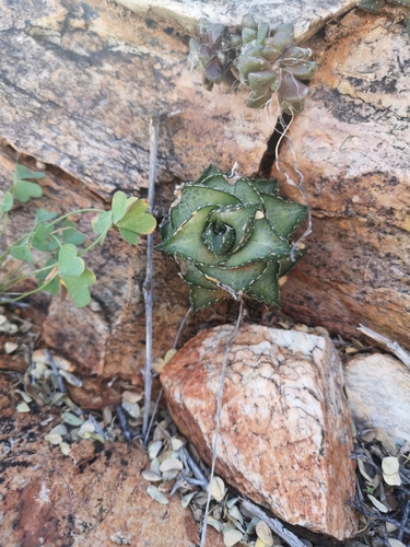 Haworthiopsis tessellata