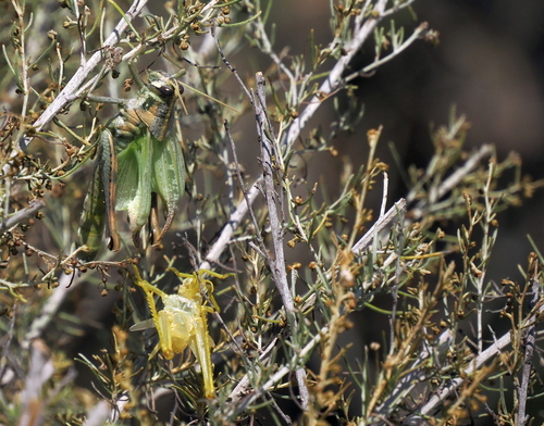 iNaturalist observation photo of Gray Bird Grasshopper
