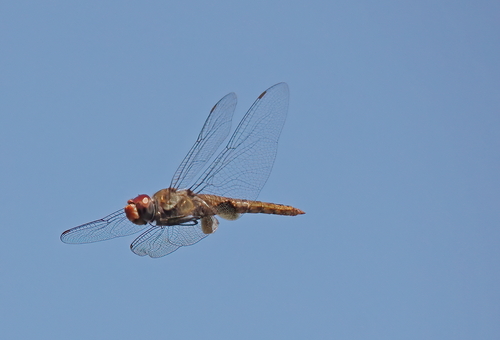 iNaturalist observation photo of Spot-winged Glider