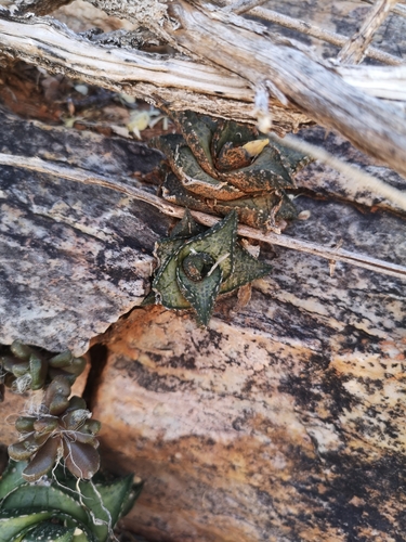 Haworthiopsis tessellata