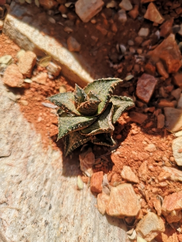 Haworthiopsis tessellata