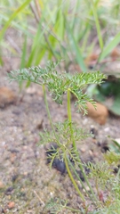 Monsonia speciosa