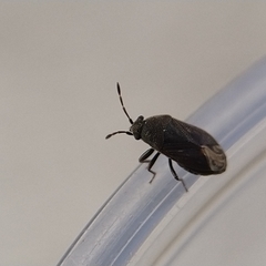 Stygnocoris fuligineus