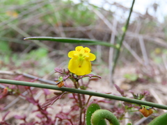 Hemimeris sabulosa