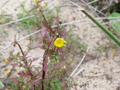 Hemimeris sabulosa