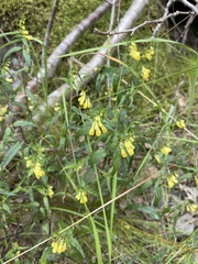 Melampyrum pratense