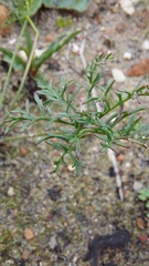 Monsonia speciosa