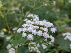 Ageratina altissima altissima