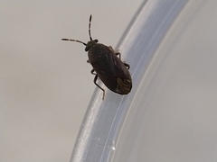 Stygnocoris fuligineus