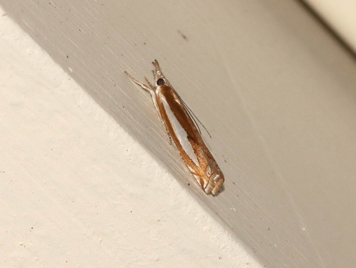 Common Grass-veneer photo 4