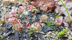 Crassula umbellata
