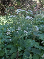 Ageratina altissima altissima